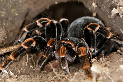 close-up image of a tarantula in the forests of Costa Rica