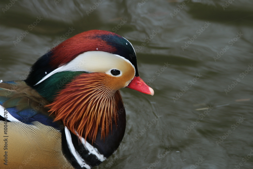 Mandarinente Mandarinente