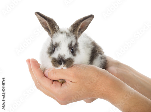 rabbit in hands