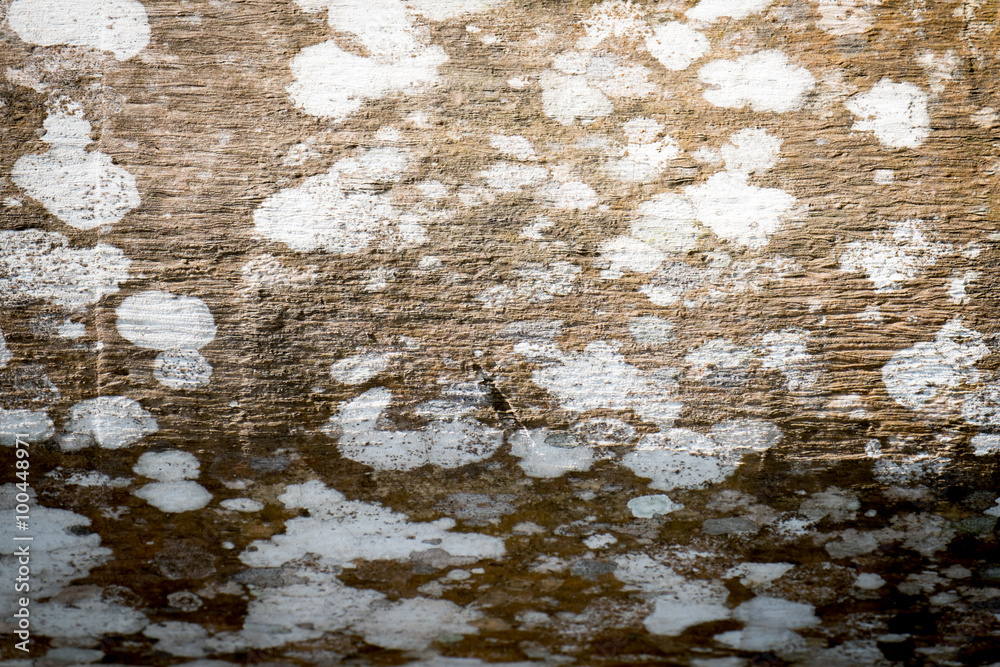 Obraz premium Background wood from the trees