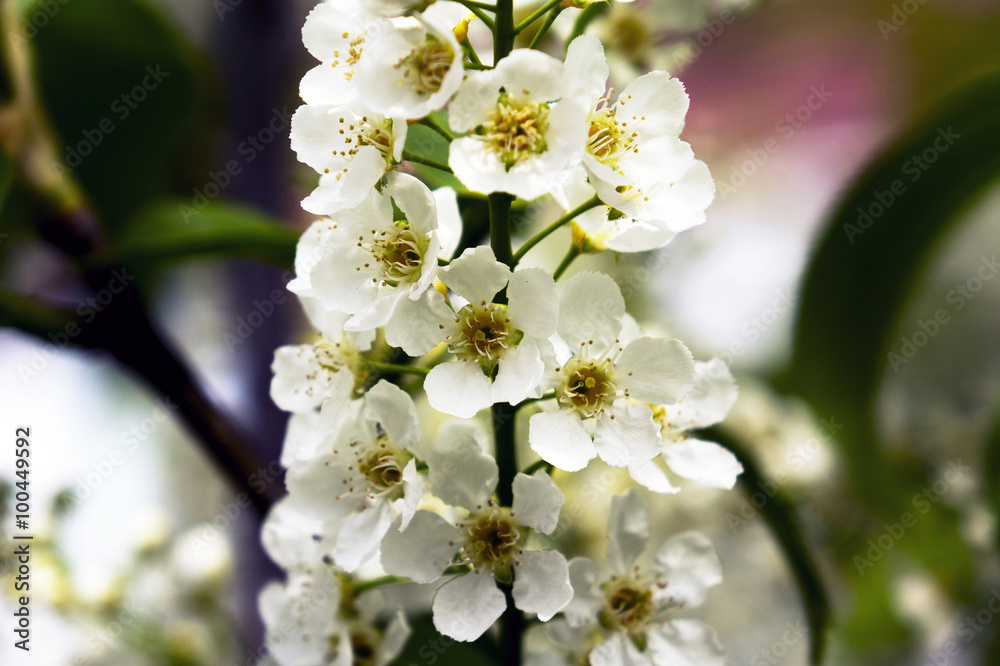 Spring natural background - bird cherry flowers in the morning light. Closeup. Macro.