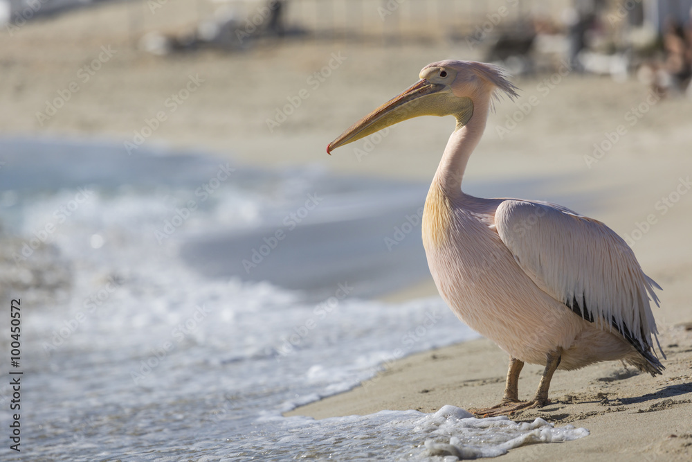 Pelican close up portrait on the beach in Cyprus.