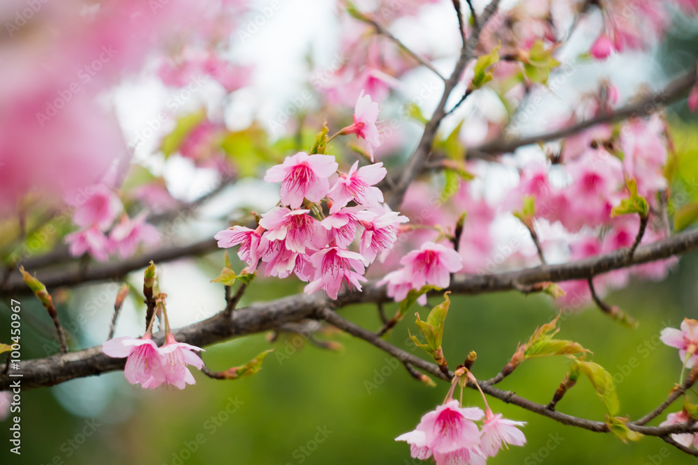 Wild Himalayan Cherry In winter