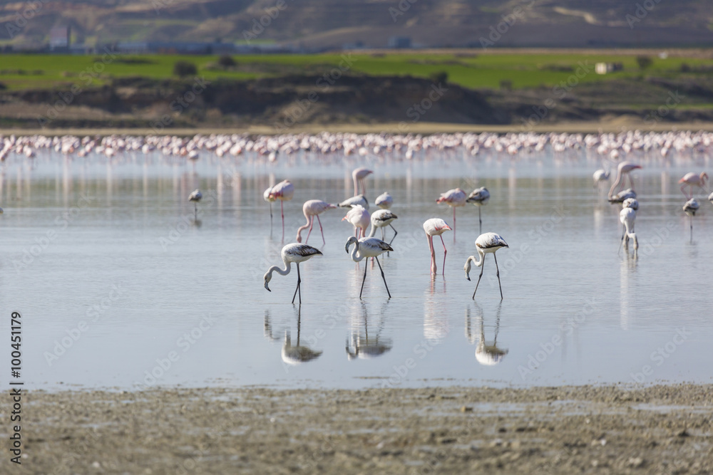 Fototapeta premium Pink and grey flamingos at the salt lake of Larnaca, Cyprus