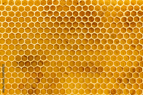 Beeswax honeycomb foundation close up