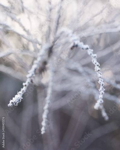 Frostzweige © Ingairis