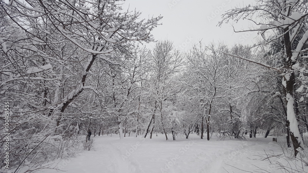 Snowy winter in park