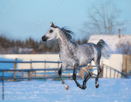 Gray elegant stallion of purebred Arabian breed