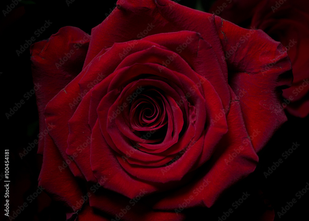 Beautiful flower, macro Beautiful flower, macro