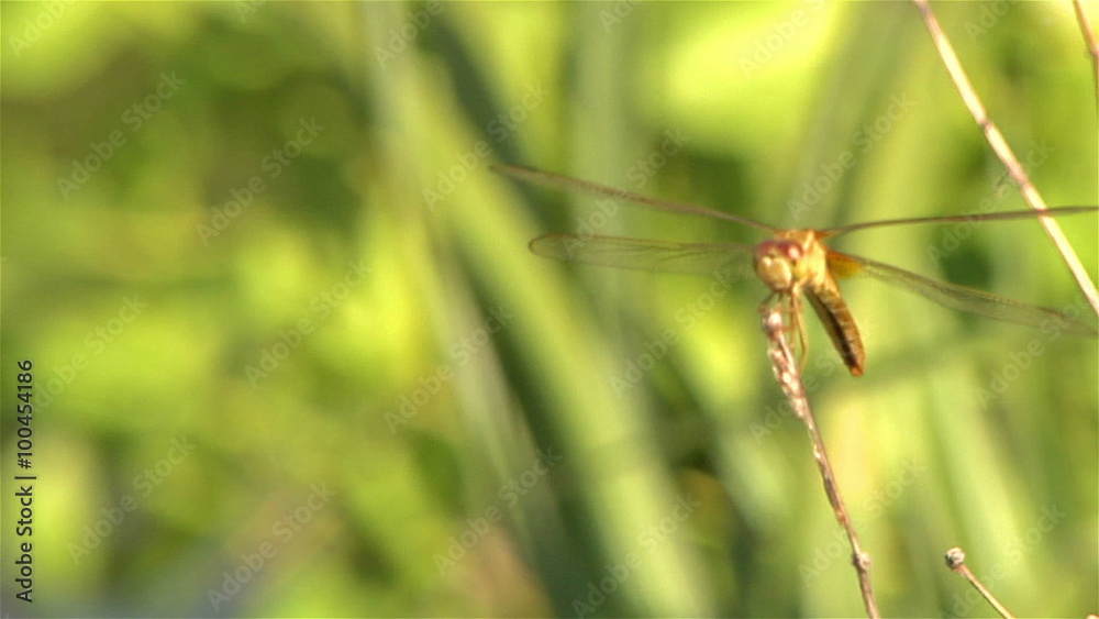 A dragonfly holds on to the top of a twig in a light breeze. A dragonfly holds on to the top of a twig in a light breeze.