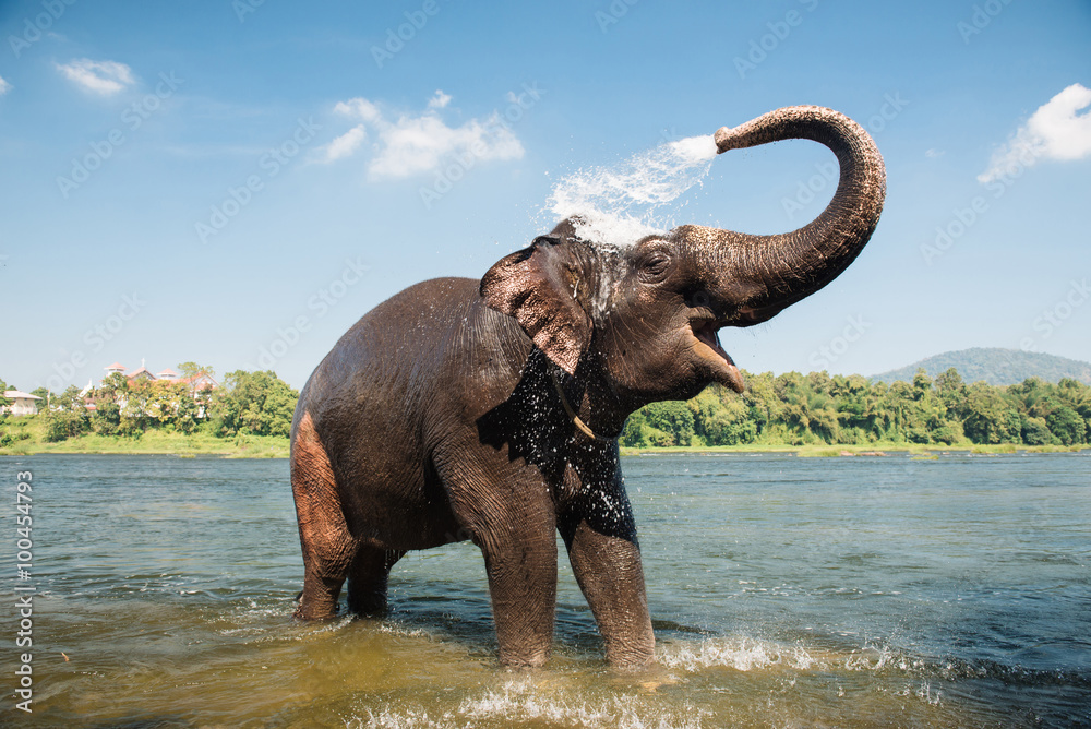 Naklejka premium Słoń myje się w rzece