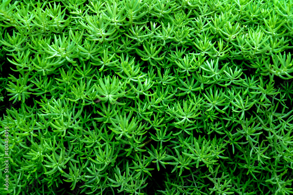Textured_Background_green_plant