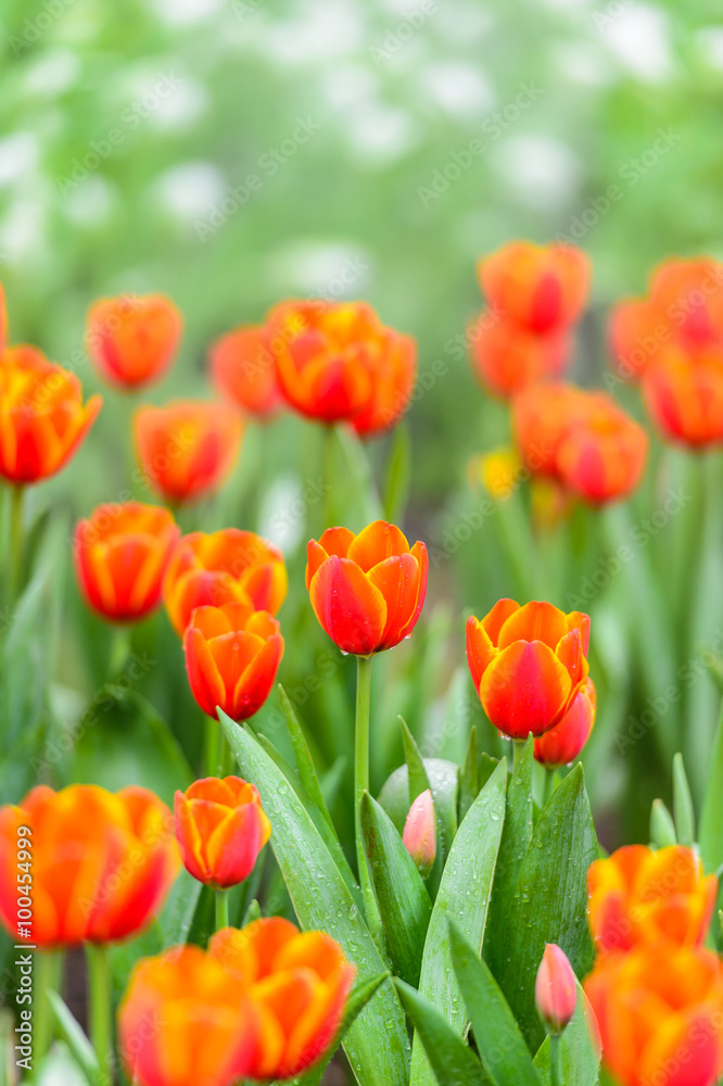 red tulips in the garden