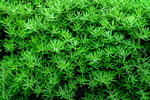 Textured_Background_green_plant