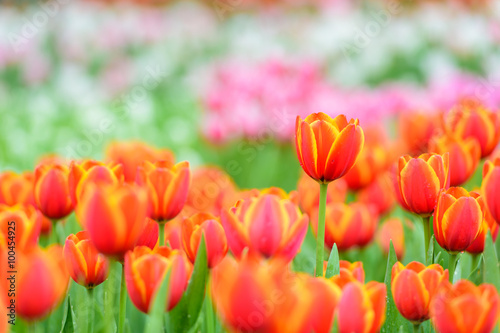 red tulips in the garden © det-anan sunonethong