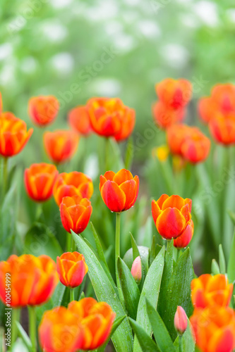 red tulips in the garden