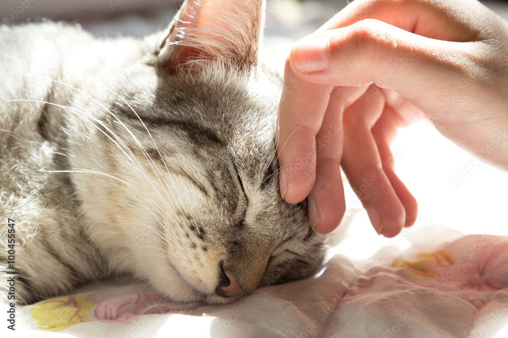 Naklejka ręka kobiety głaszcząca głowę kota, miłość do zwierząt