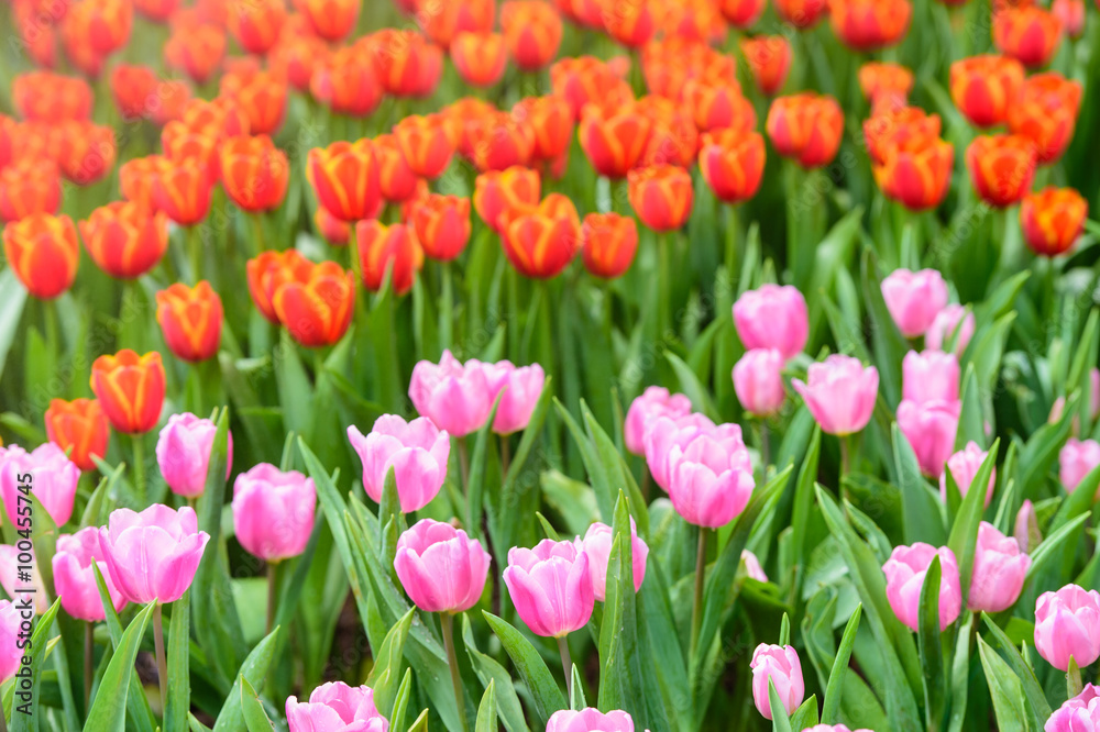 red tulips in the garden