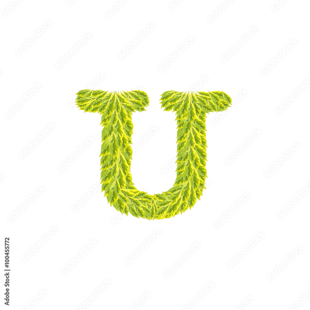 Closeup pile of green leaves in U english alphabet isolated on white background Closeup pile of green leaves in U english alphabet isolated on white background