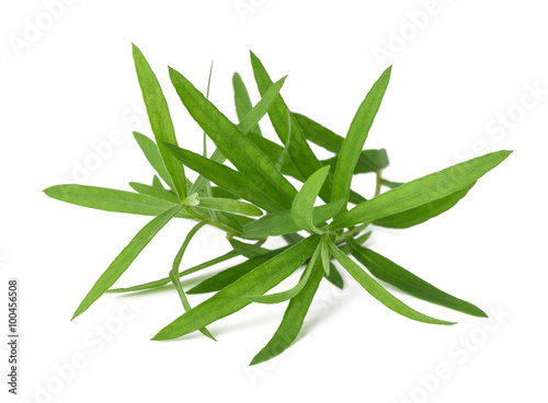 Tarragon