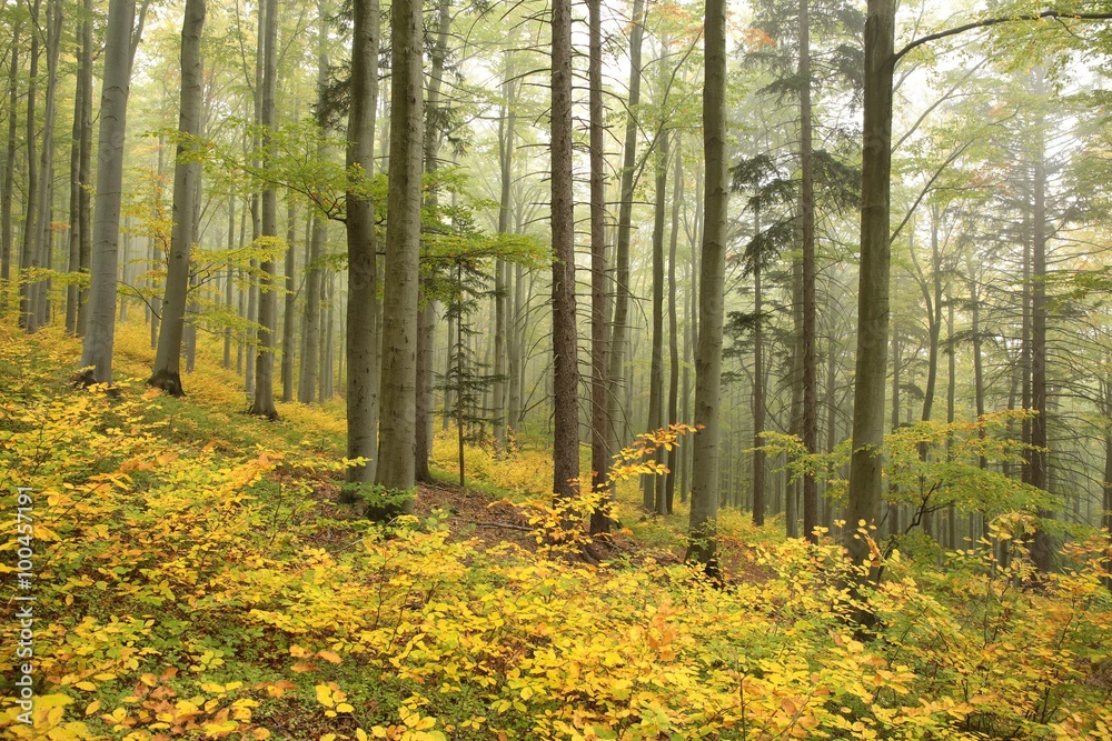 Obraz premium Beech forest in misty weather at the beginning of autumn