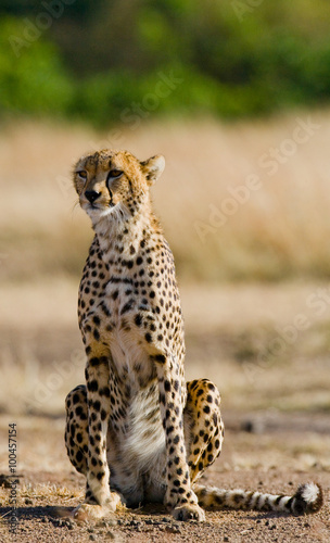 Cheetah sitting in the savanna. Close-up. Kenya. Tanzania. Africa. National Park. Serengeti. Maasai Mara. An excellent illustration.