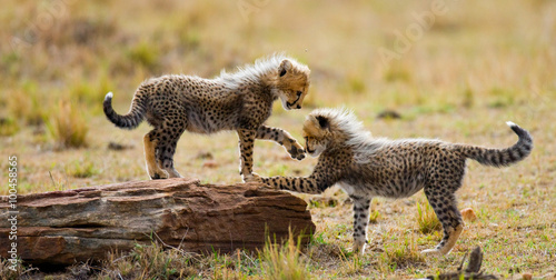 Cheetah cubs play with each other in the savannah. Kenya. Tanzania. Africa. National Park. Serengeti. Maasai Mara. 