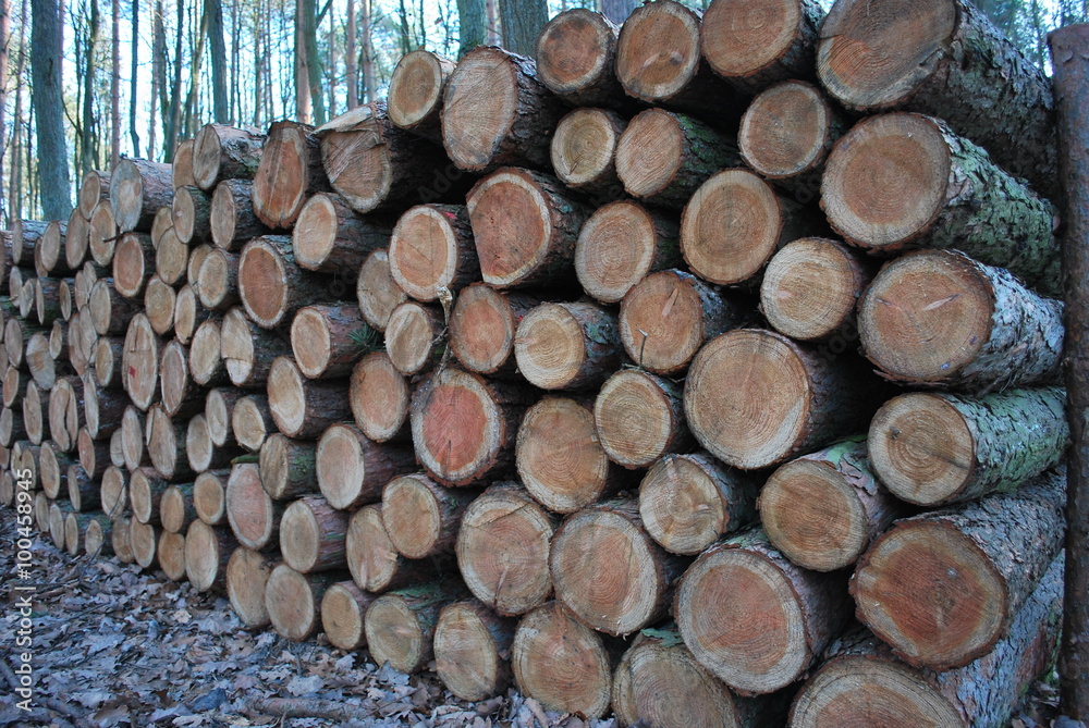 Wooden beams in the forest