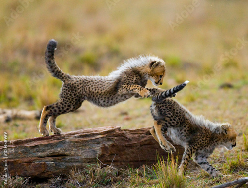 Cheetah cubs play with each other in the savannah. Kenya. Tanzania. Africa. National Park. Serengeti. Maasai Mara. An excellent illustration.