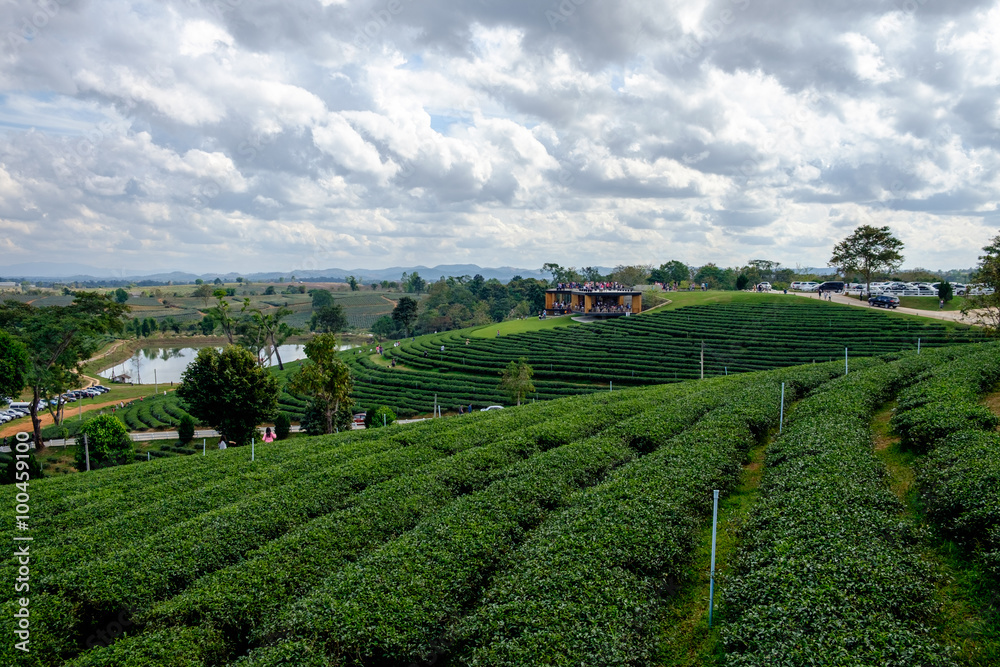Tea plantation with tea leaves