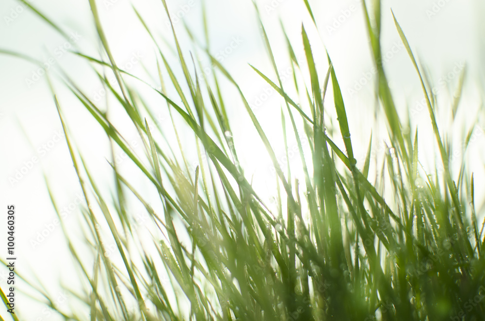 Naklejka premium Wet sunny grass