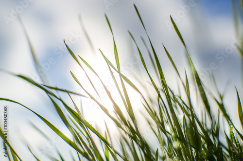 Wet sunny grass