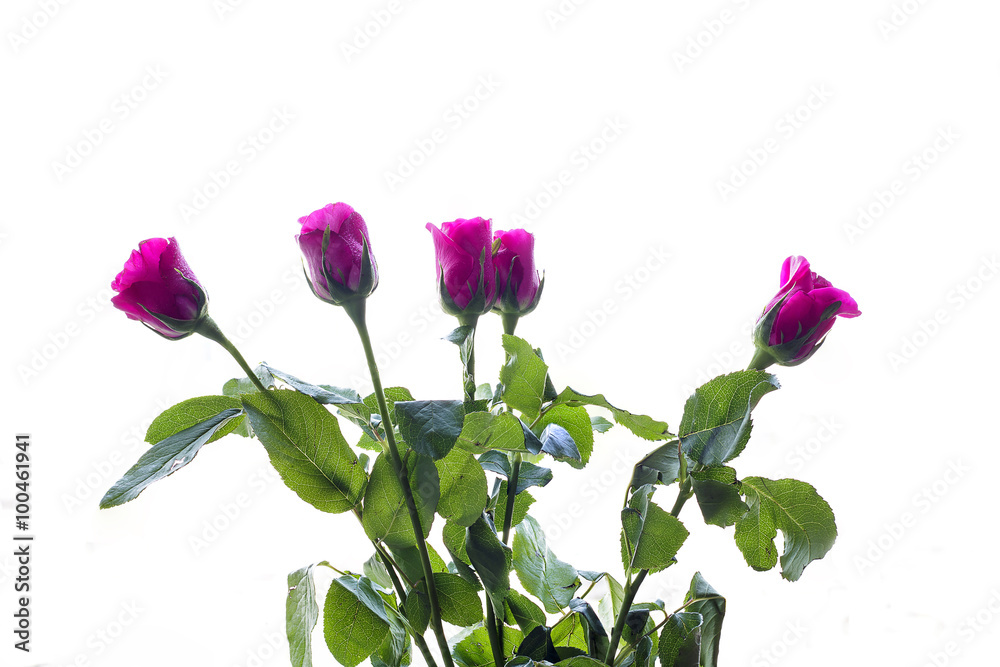 Fototapeta premium Isolated of pink roses