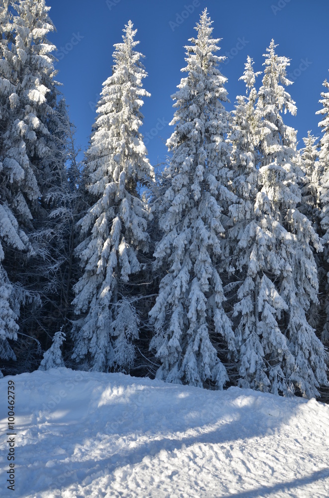 Fototapeta premium Горы