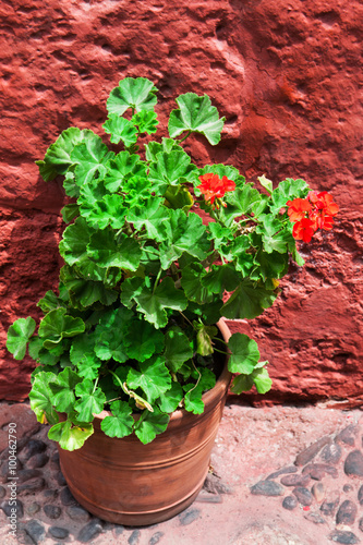 Fototapeta Naklejka Na Ścianę i Meble -  geraniums on background of red wall
