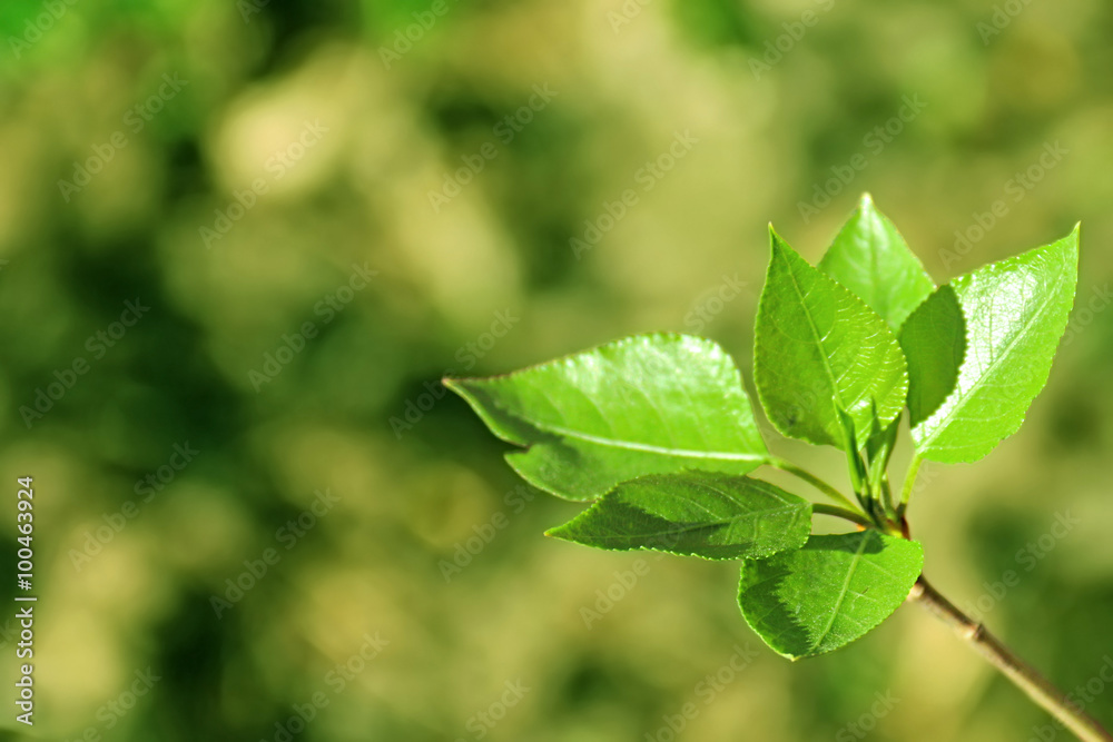 Young budding fresh green leaves on branch against blurred natural green  background with bokeh effect. Right position. Nature spring background.  Shallow DOF, blur background, focus on leaves Stock Photo | Adobe Stock