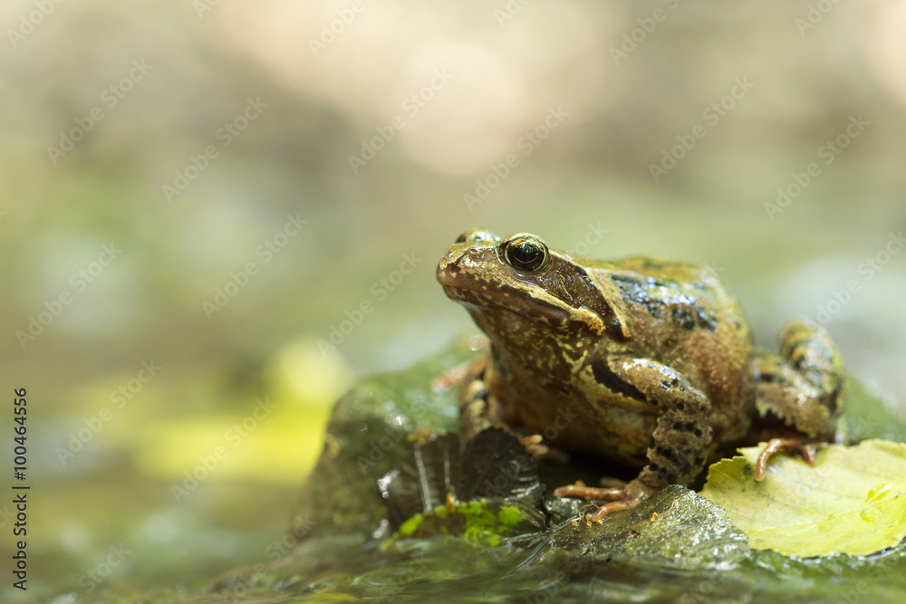 Obraz premium Common Frog