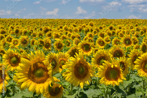 Masses of sunflowers on Ukrainian agricultural field at June.