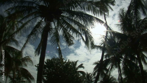 Nearly silhouetted palm trees against a blue sky. photo