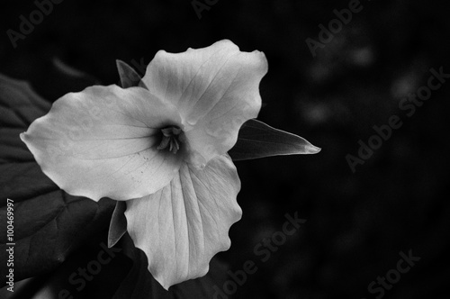 Black and white trillium flower with a film filter photo