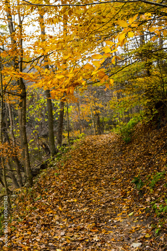 Fall Trail Landscape