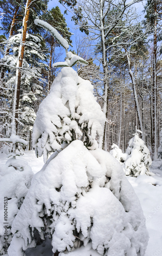 Beautiful snowy forest landscape, season concept Beautiful snowy forest landscape, season concept