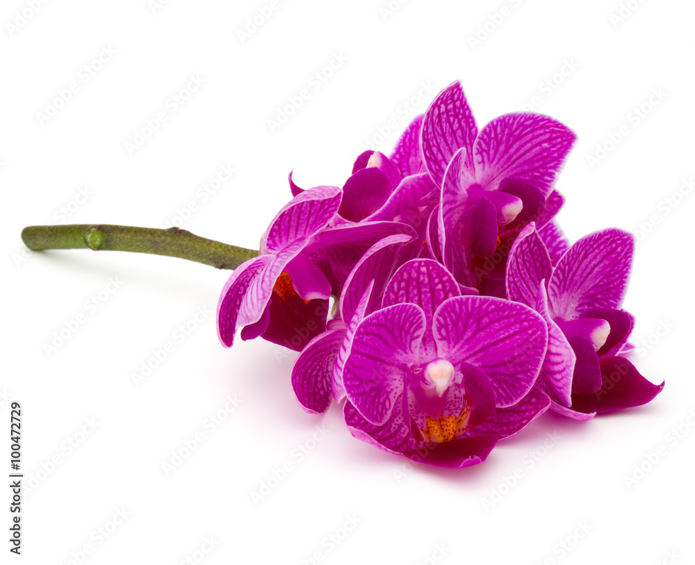 Obraz premium Orchid flower head bouquet isolated on white background cutout
