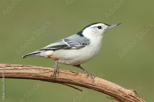 Nuthatch On A Branch