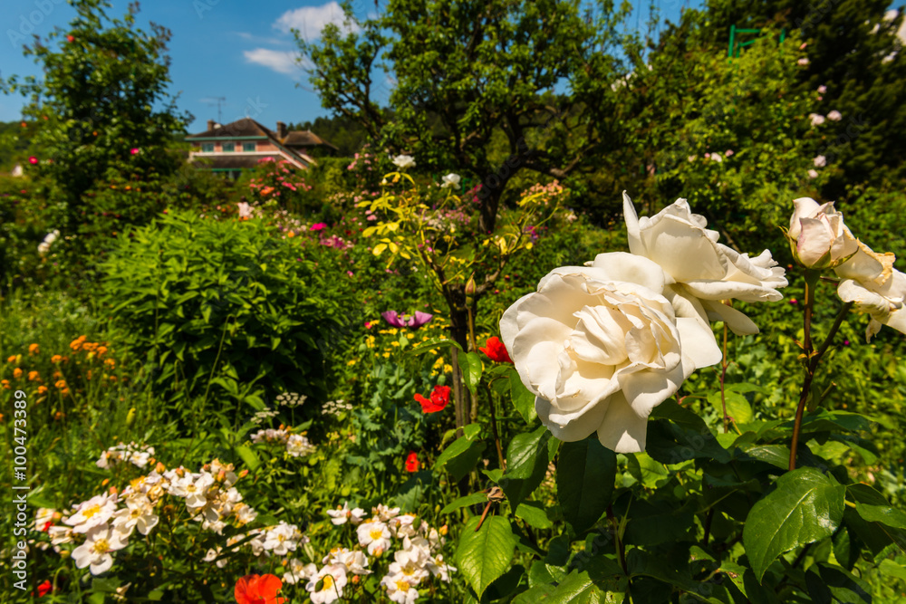 Naklejka premium Bush of beautiful roses in a garden