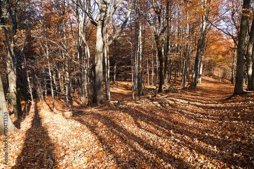 view from autumnal hardwood forest - european beechs
