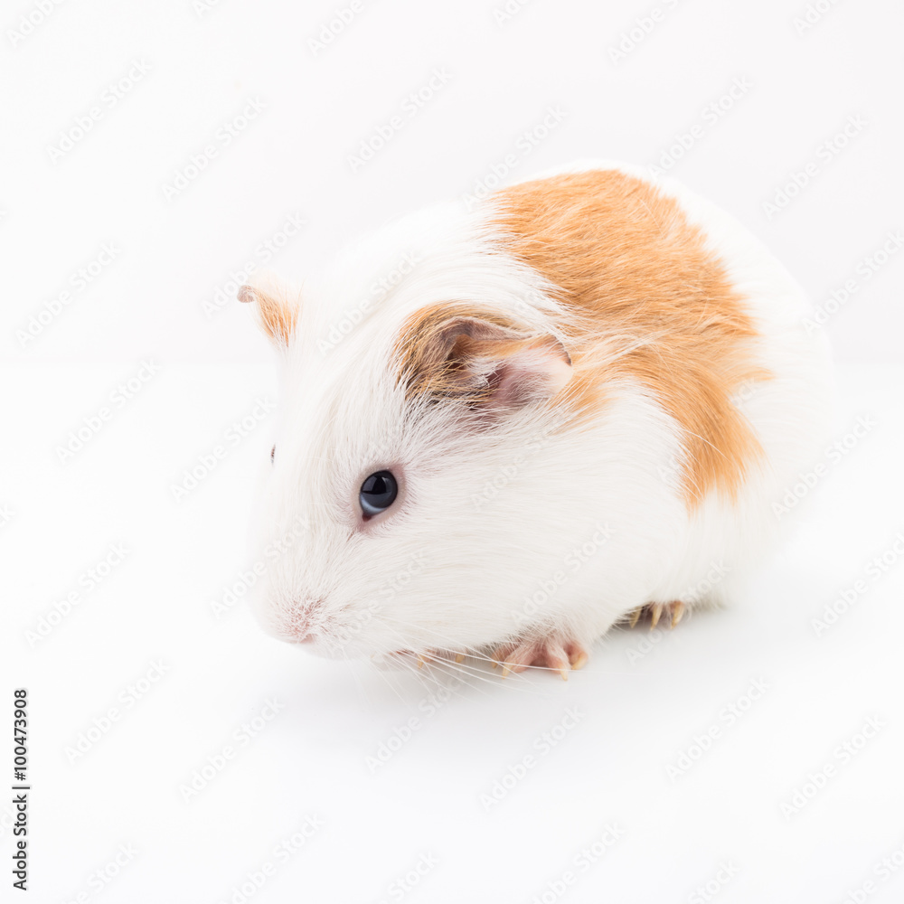 Tame curios pet isolated on white background. Cute white and brown guinea pig Tame curios pet isolated on white background. Cute white and brown guinea pig