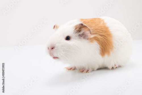 Tame curios pet isolated on white background. Cute white and brown guinea pig