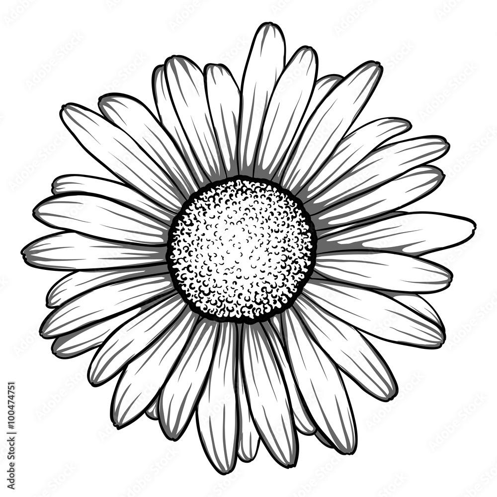 Fototapeta premium piękny monochromatyczne, czarno-białe stokrotki kwiat na białym tle.