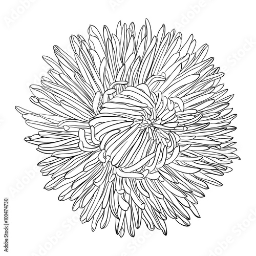 beautiful monochrome, black and white aster flower isolated.